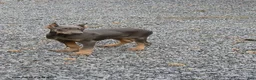 Doberman Pinscher dogs for sale: Rocky - Ad 1