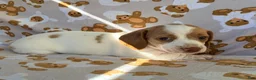 Miniature Dachshund dogs for sale: BLOSSOM - Ad 7