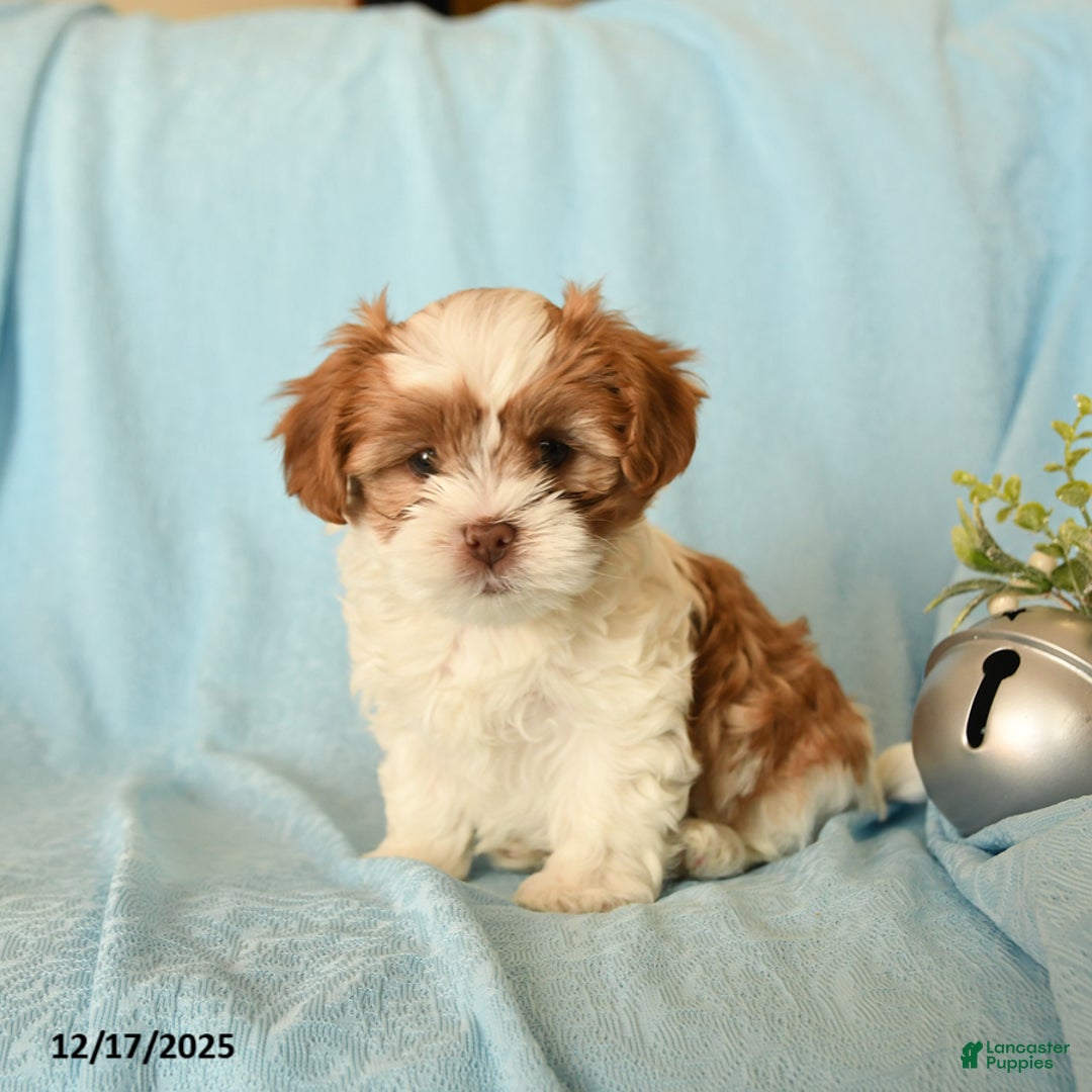 Shorkie dogs for sale: Marshmallow - Ad 1