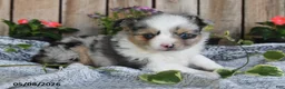 Miniature Australian Shepherd dogs for sale: Paige - Ad 3