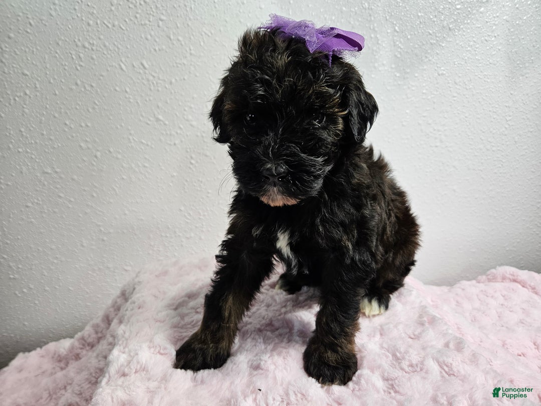 Goldendoodle dogs for sale: Kia - Ad 1