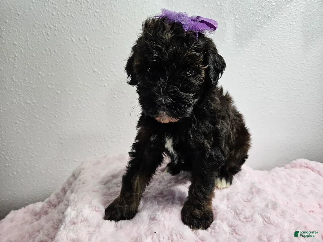 Goldendoodle dogs for sale: Kia - Ad 1