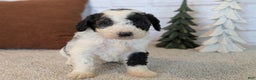 Mixed Breed dogs for sale: Pluto  - Ad 1