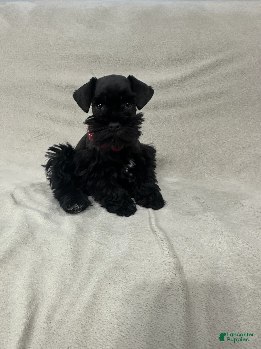 Miniature Schnauzer dogs for sale: Molly - Ad 2