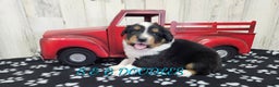 Miniature Australian Shepherd dogs for sale: GreenArrow - Ad 5