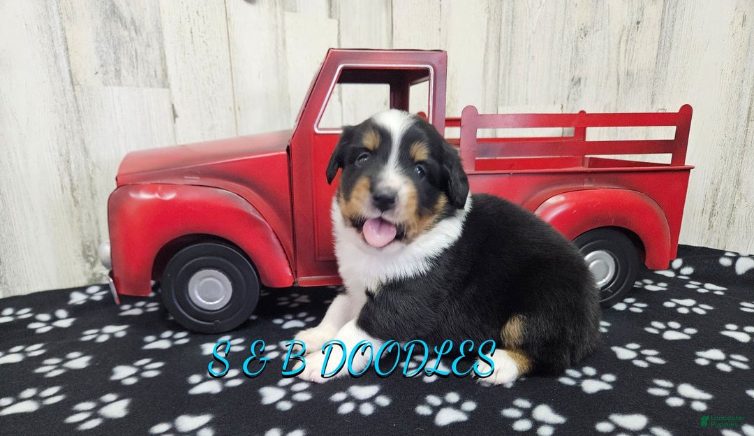 Miniature Australian Shepherd dogs for sale: GreenArrow - Ad 5