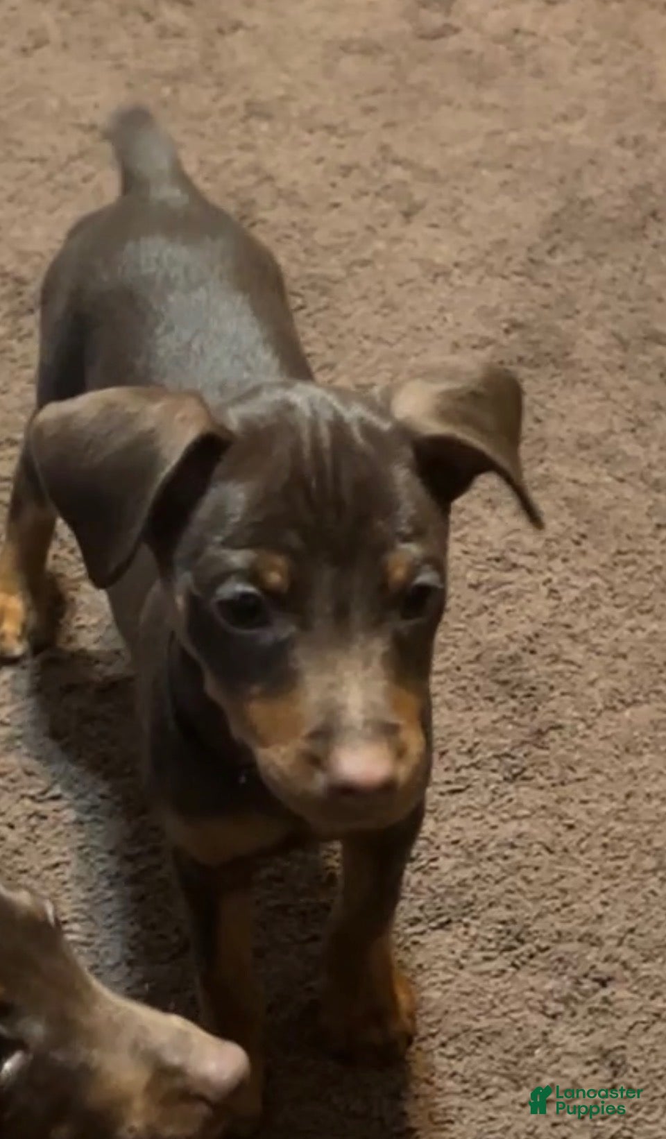 Miniature Pinscher dogs River - Ad 2