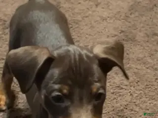 Miniature Pinscher dogs River - Ad 2