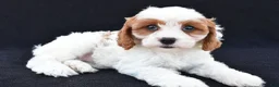 Cavapoo dogs for sale: Lilac - Ad 9