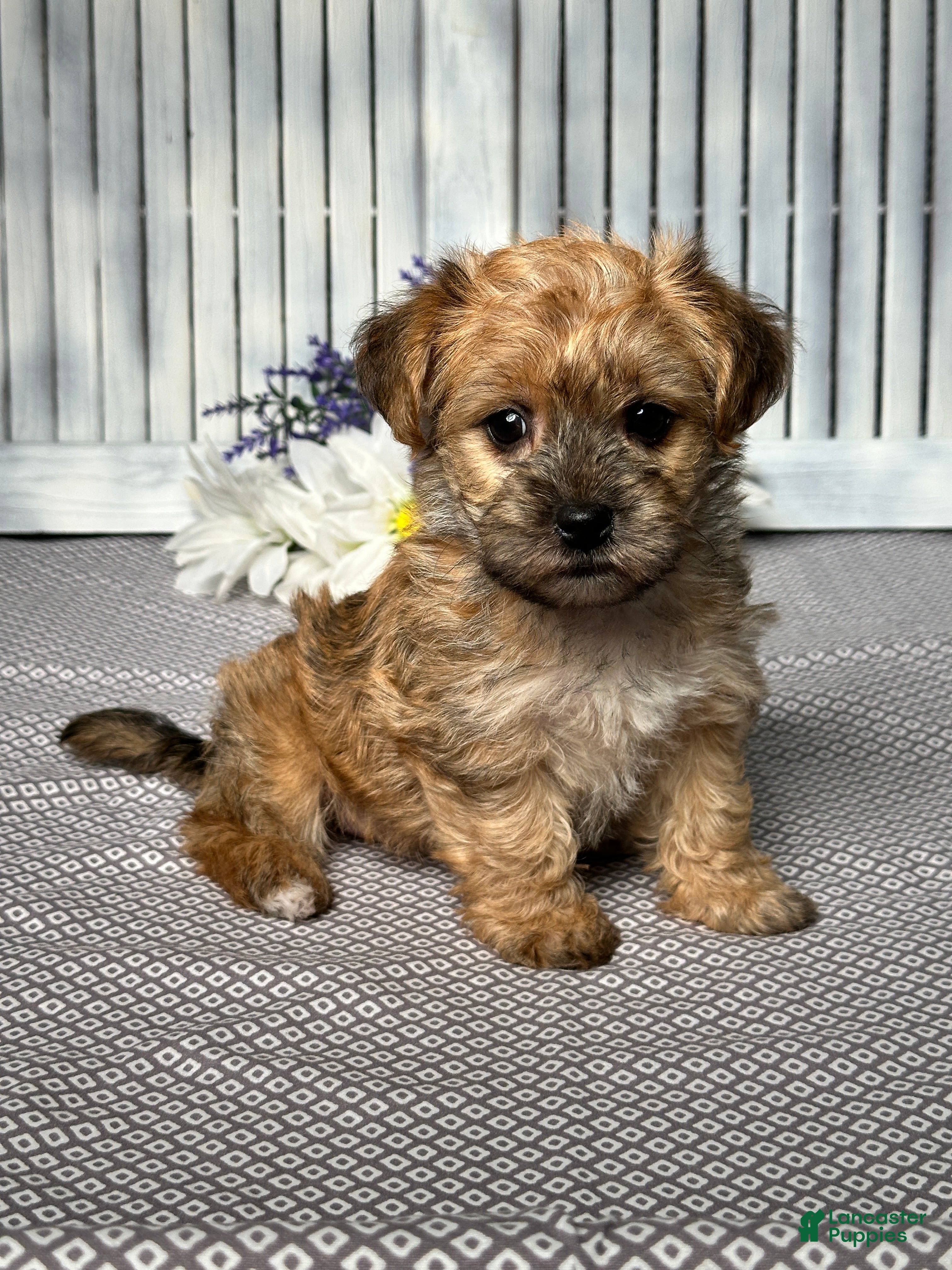 Yochon dogs Willow - Ad 2