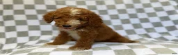 Mini Goldendoodle dogs for sale: Cosmo - Ad 7