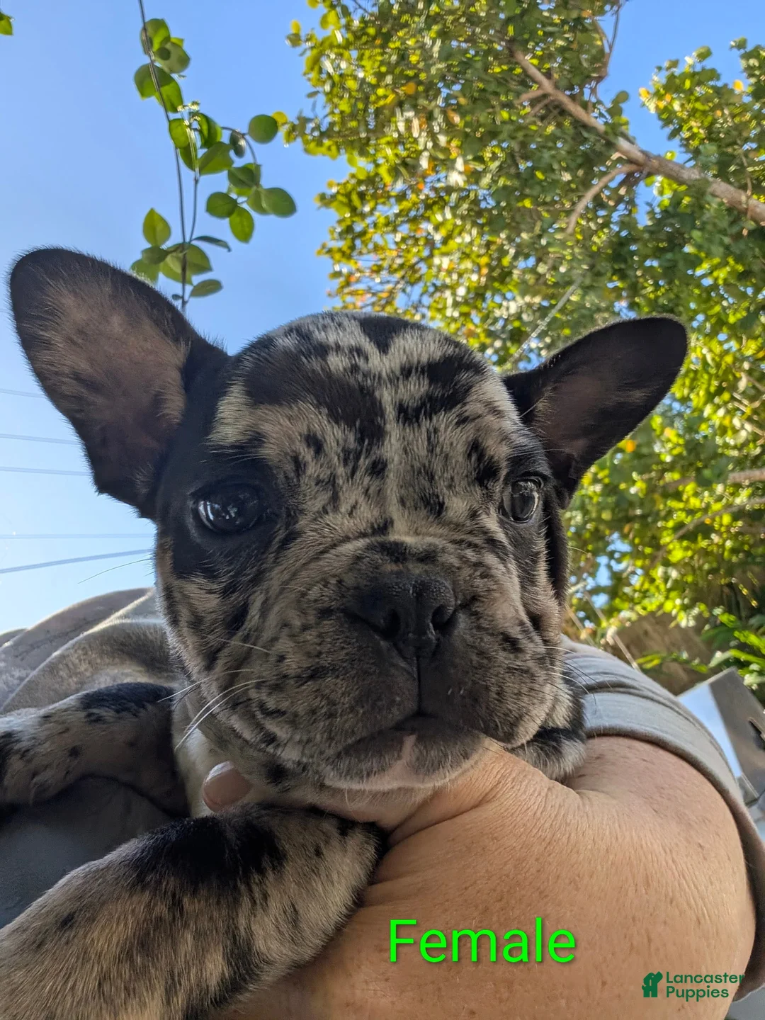 Mixed Breed dogs for sale: Mixed Breed Puppy 4 - Ad 1