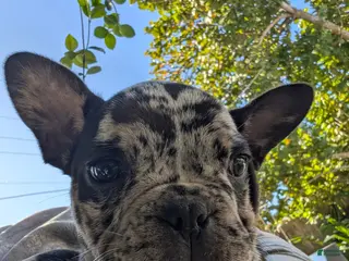 Mixed Breed dogs for sale: Mixed Breed Puppy 4 - Ad 3