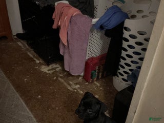 Mixed Breed dogs - Ad 38