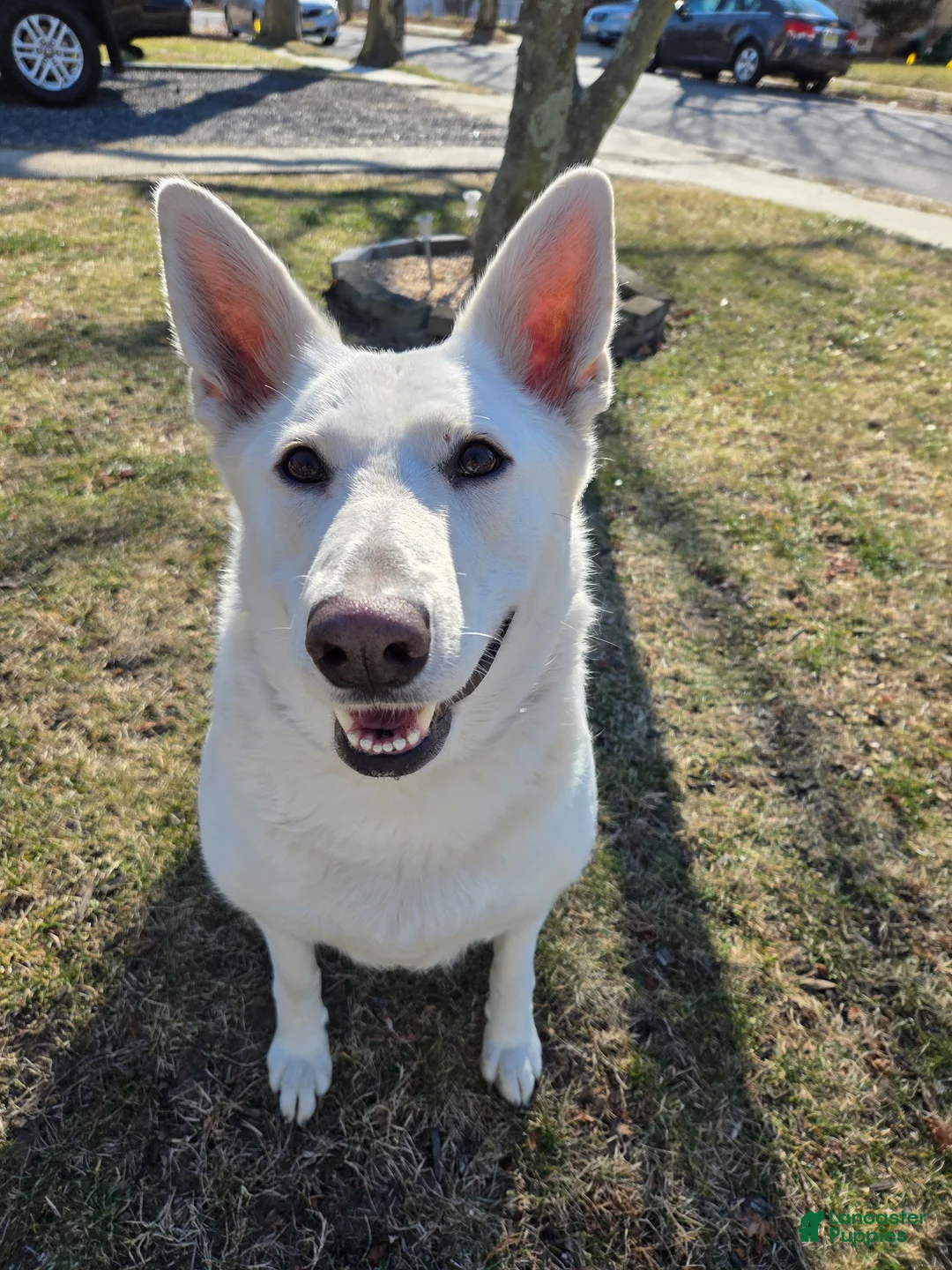 German Shepherd dogs for sale: Anna - Ad 9