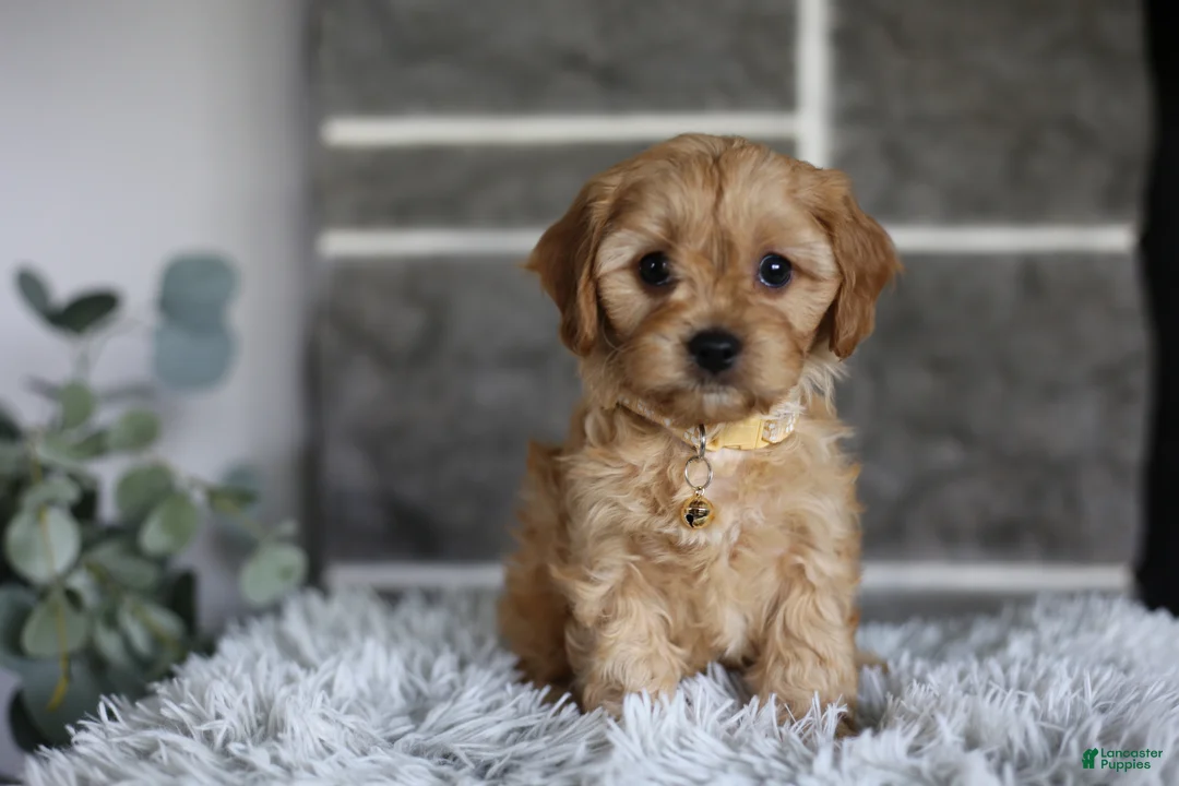 Cavapoo dogs for sale: Biscuit - Ad 2