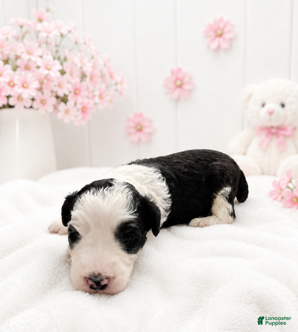 Sheepadoodle dogs Sheepadoodle 2 - Ad 1