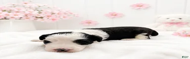 Sheepadoodle 2