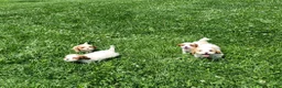 Cavapoo dogs for sale: Spotty - Ad 6