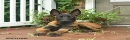 Belgian Malinois dogs for sale: Rosy  - Ad 2
