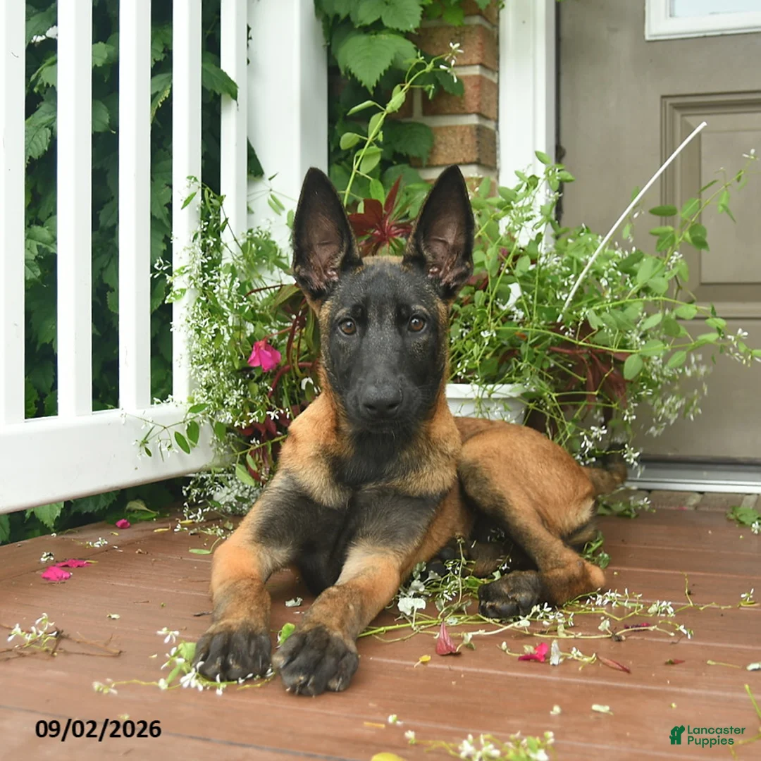 Belgian Malinois dogs for sale: Rosy  - Ad 2