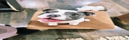 English Bulldog dogs for sale: Old English Bulldog Puppy 6 - Ad 5