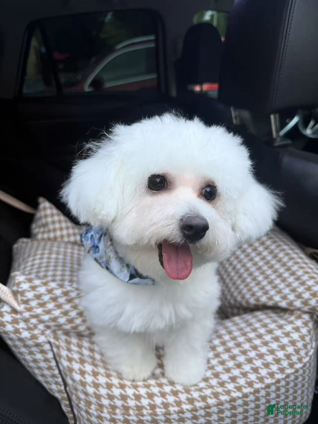 Bichon Frise dogs for sale: 🩷Snowy🩷 - Ad 6