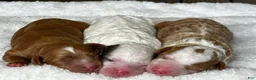 Mixed Breed dogs for sale: Red Apricot Micro Mini - Ad 6