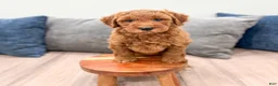 Mini Goldendoodle dogs for sale: Honey - Ad 4