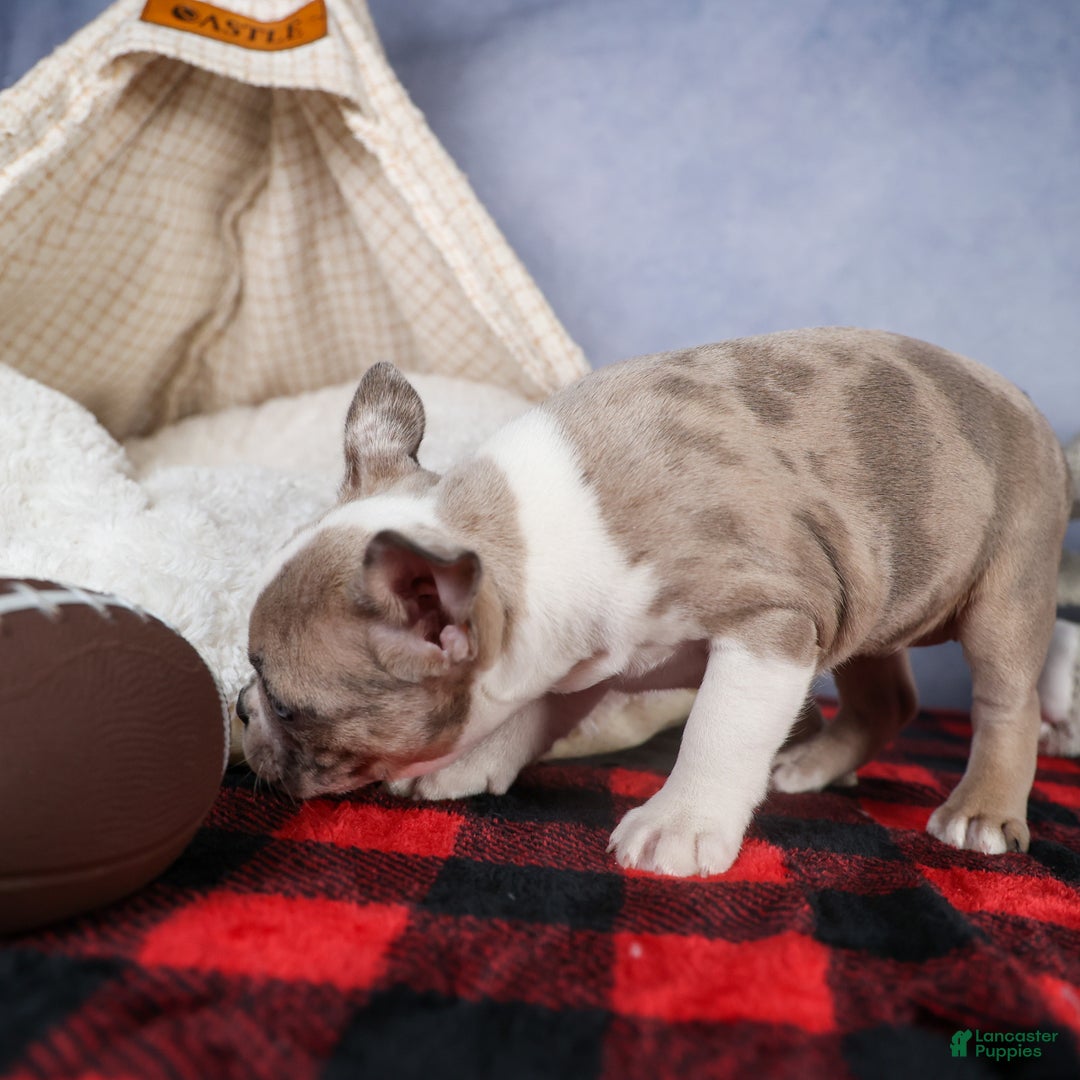 Frenchton dogs for sale: NORA - Ad 8