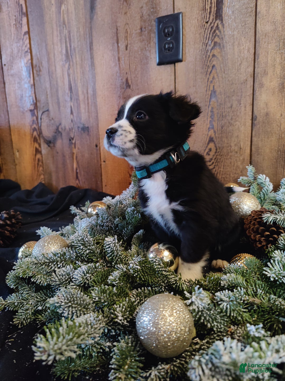 Mixed Breed dogs for sale: Truman - Ad 5