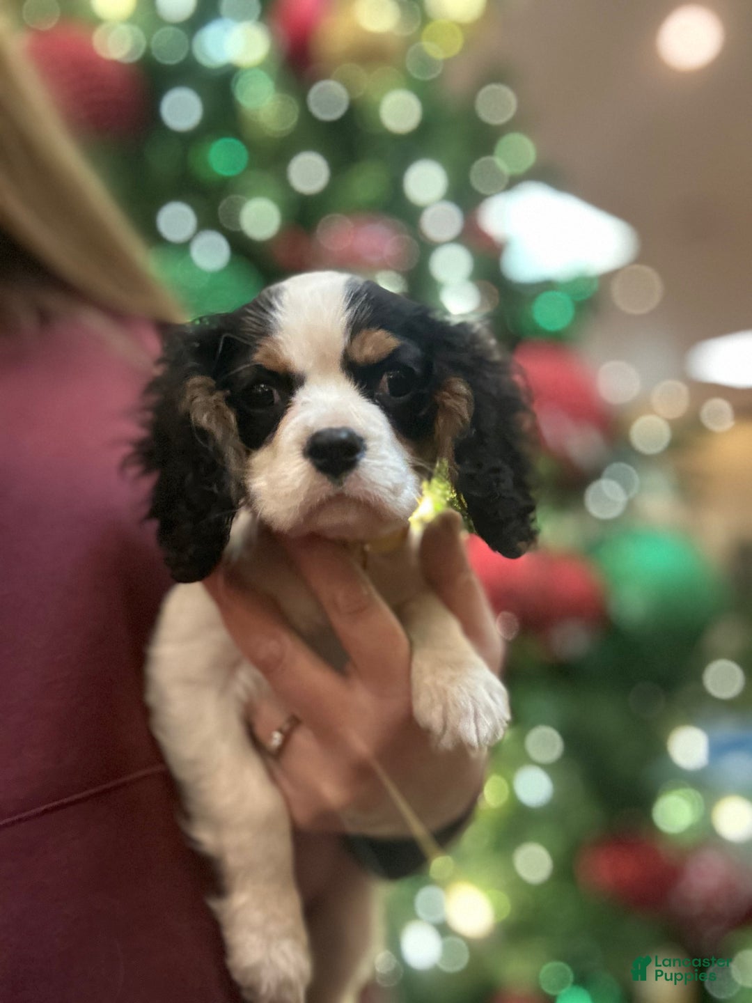 Cavalier King Charles Spaniel dogs for sale: Cavalier King Charles Spaniel Puppy 1 - Ad 3