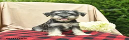 Miniature Schnauzer dogs for sale: Libby  - Ad 4
