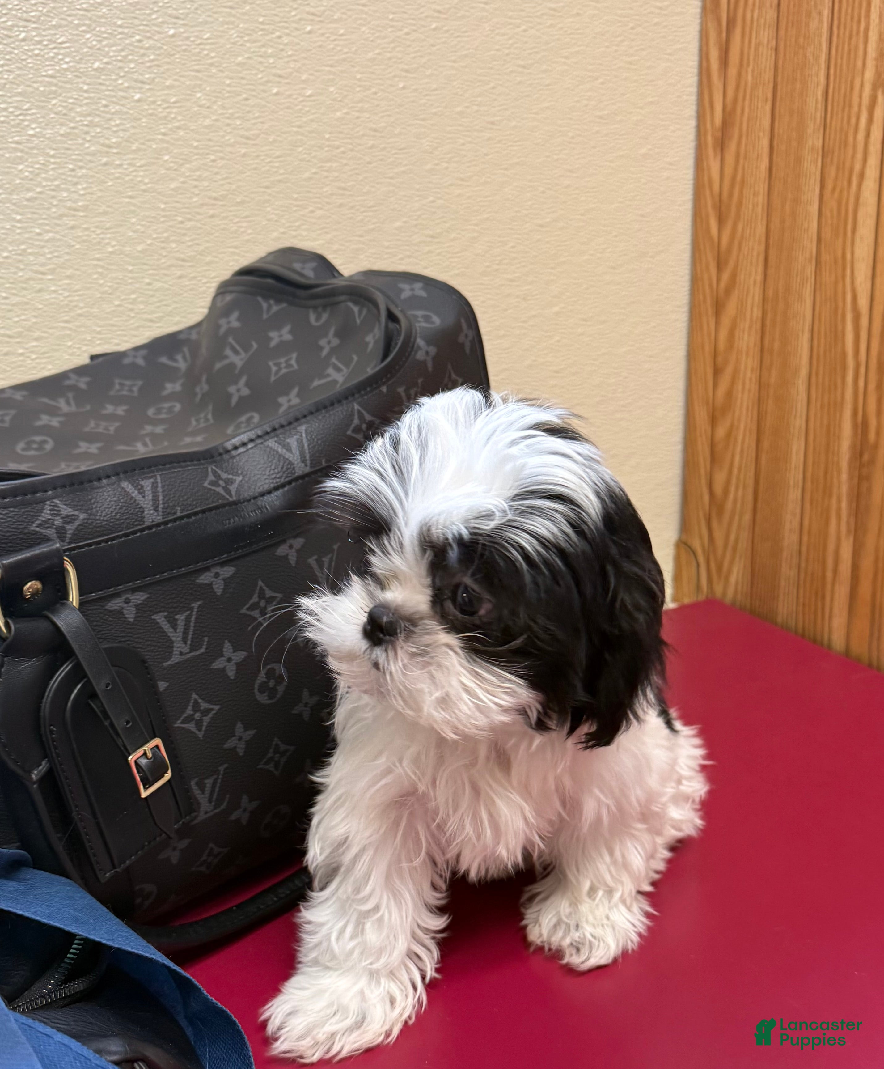 Shih Tzu dogs Judy - Ad 4
