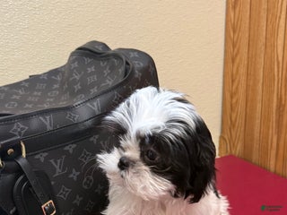 Shih Tzu dogs Judy - Ad 1