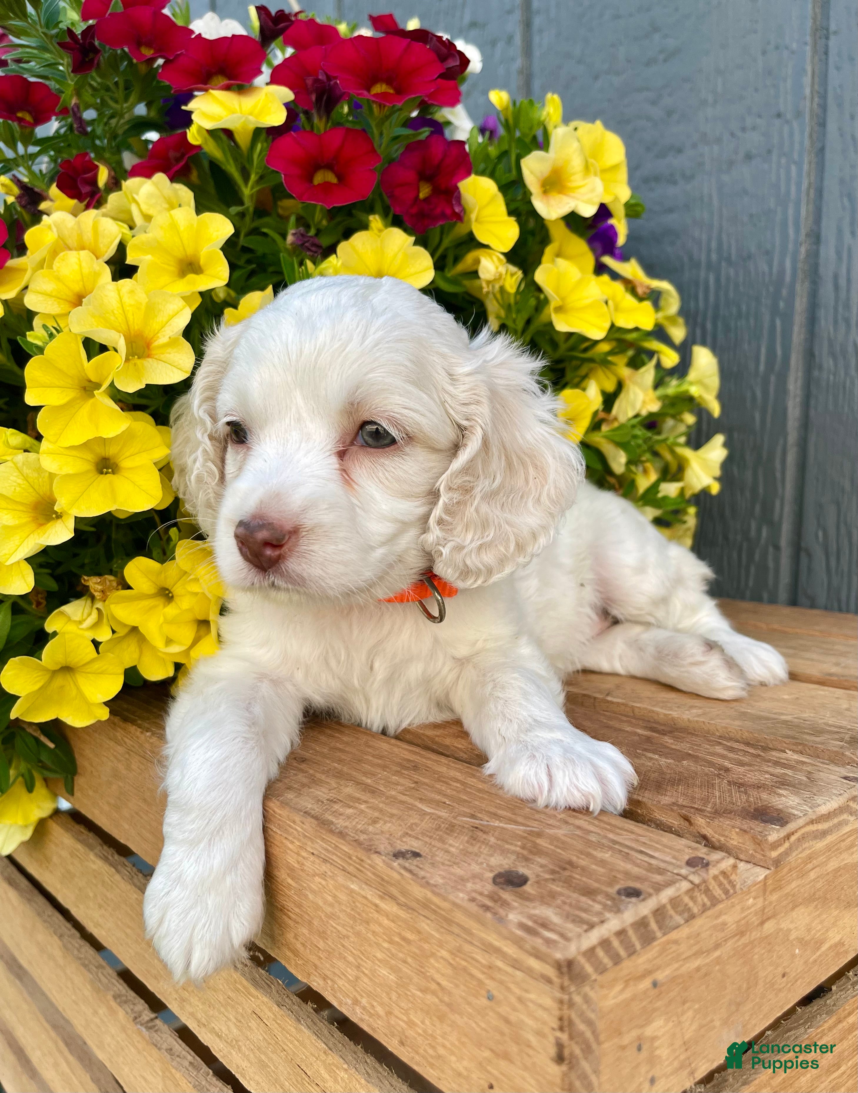 Cockapoo dogs Lola - Ad 2