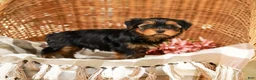 Yorkshire Terrier dogs for sale: Gumdrop AKC Champion Bloodline - Ad 8
