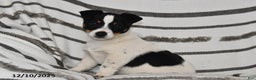 Mixed Breed dogs for sale: Mia  - Ad 1