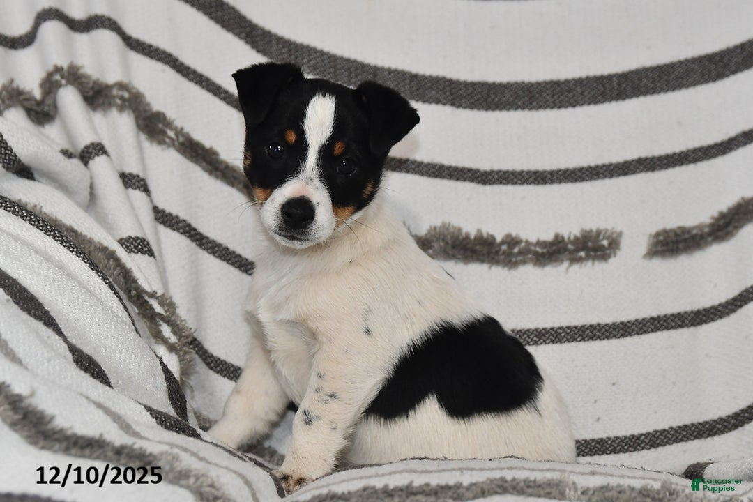 Mixed Breed dogs for sale: Mia  - Ad 1