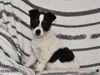Mixed Breed dogs Mia - Ad 22