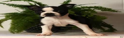 Boston Terrier dogs for sale: Rosie - Ad 2