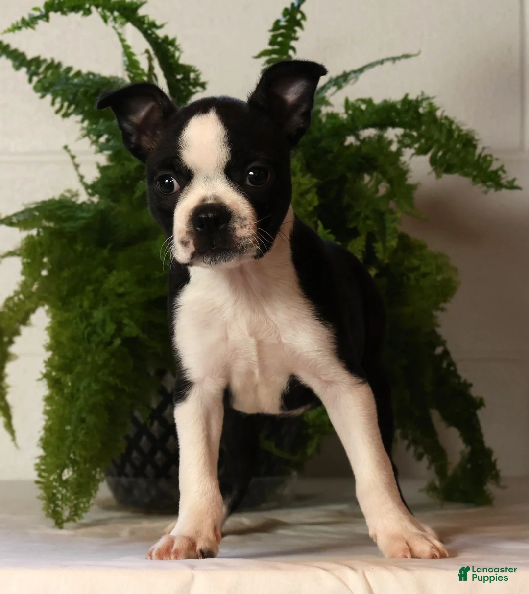 Boston Terrier dogs for sale: Rosie - Ad 2