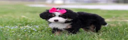 Mini Bernedoodle dogs for sale: Dua - Ad 4