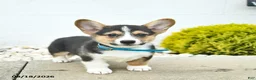 Welsh Corgi Pembroke dogs for sale: Bowe  - Ad 4