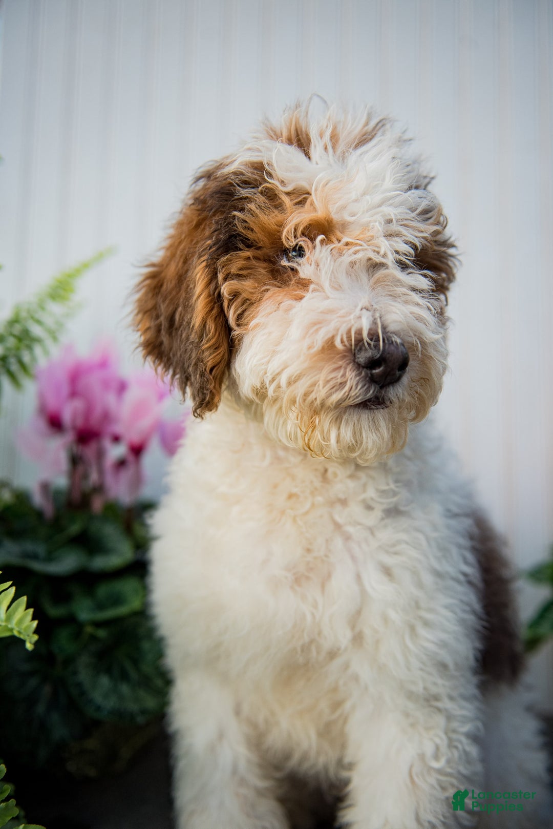 Gallery Image {{count}}