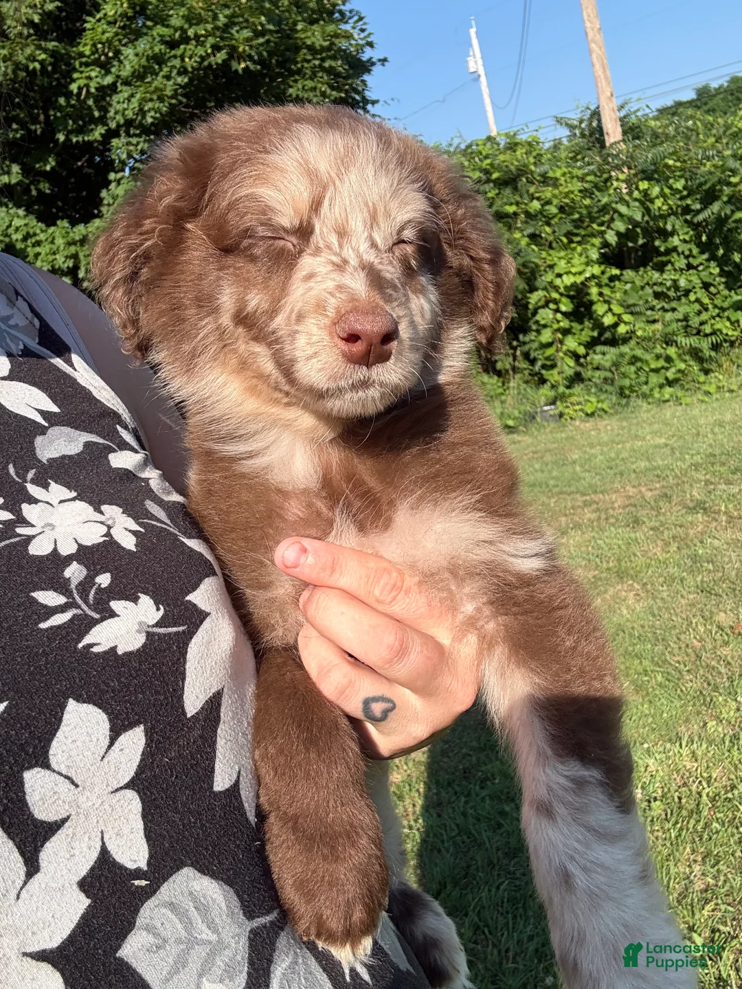 Australian Shepherd dogs for sale: Atlas - Ad 2
