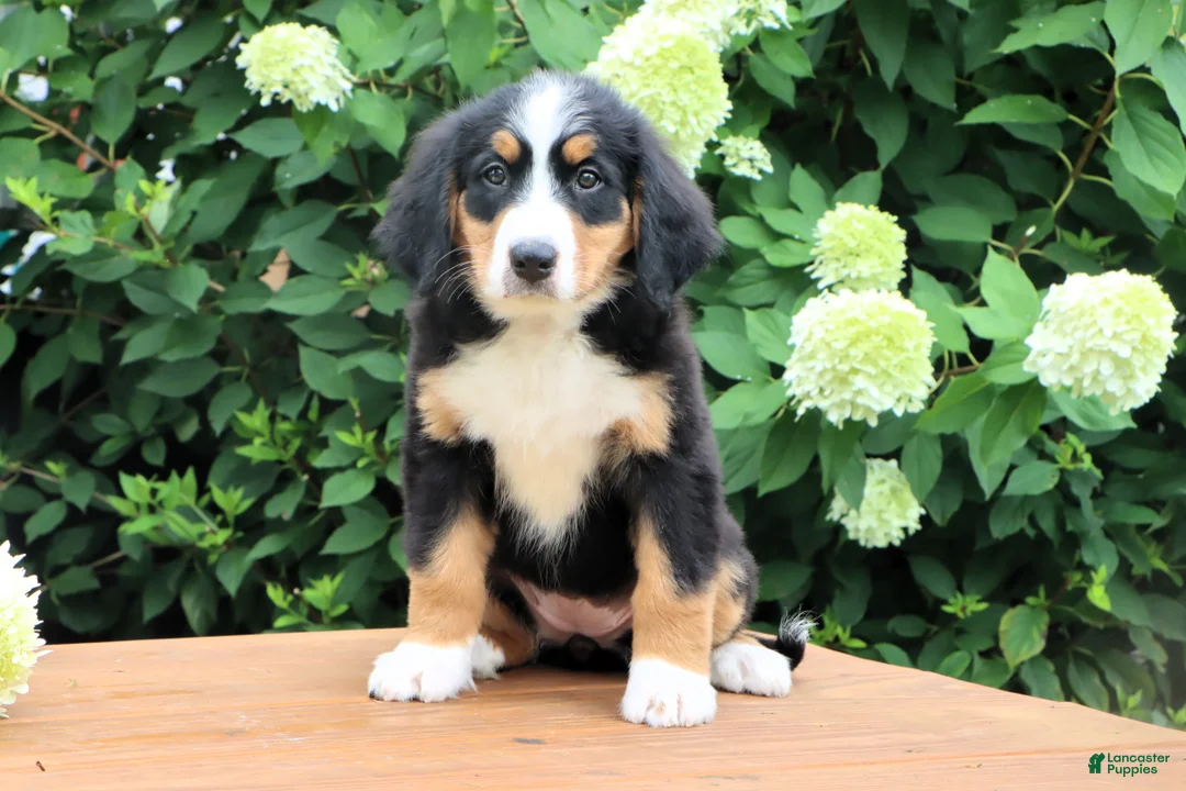 Bernese Mountain Dog dogs for sale: Ruthie - Ad 2