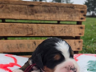 Bernedoodle dogs Richmond - Ad 21