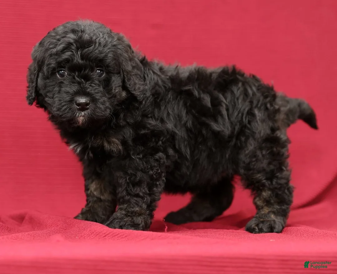 Mini Bernedoodle dogs for sale: Chip - Ad 8