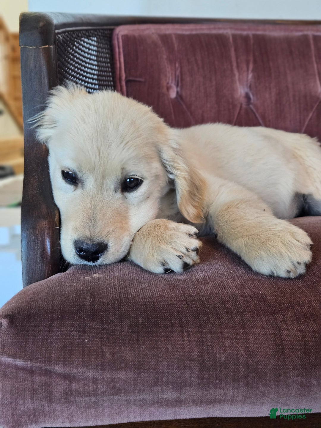 Golden Retriever dogs for sale: Buck - Ad 2